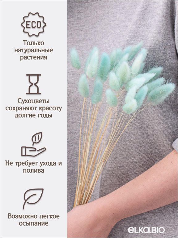 Лагурус светло-бирюзовый 30 шт. Высший сорт. Высота 25-35 см М480