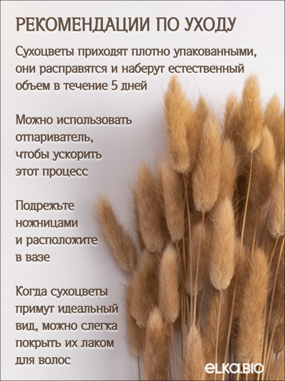 Лагурус натуральный 60 шт. Высший сорт. Высота 25-35 см М231