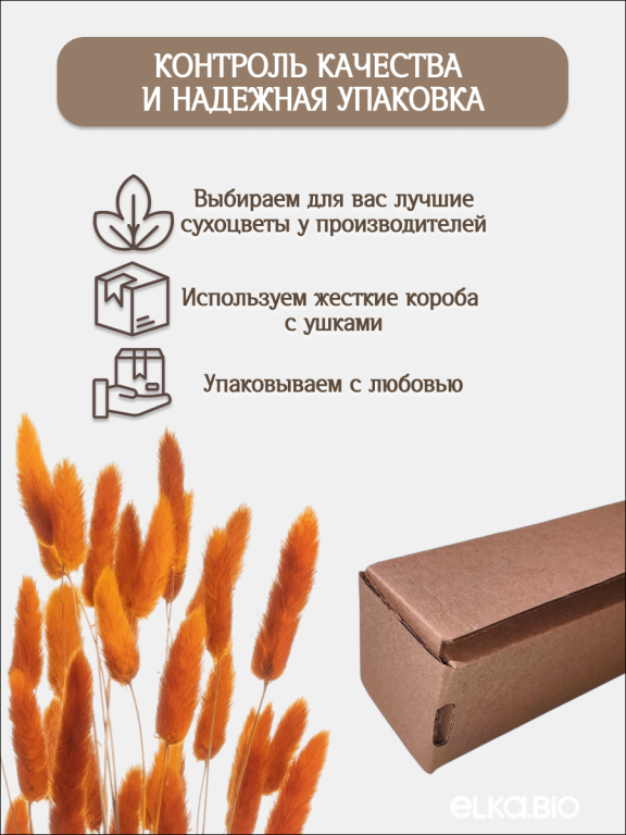 Лагурус оранжевый 60 шт. Высший сорт. Высота 25-35 см М232