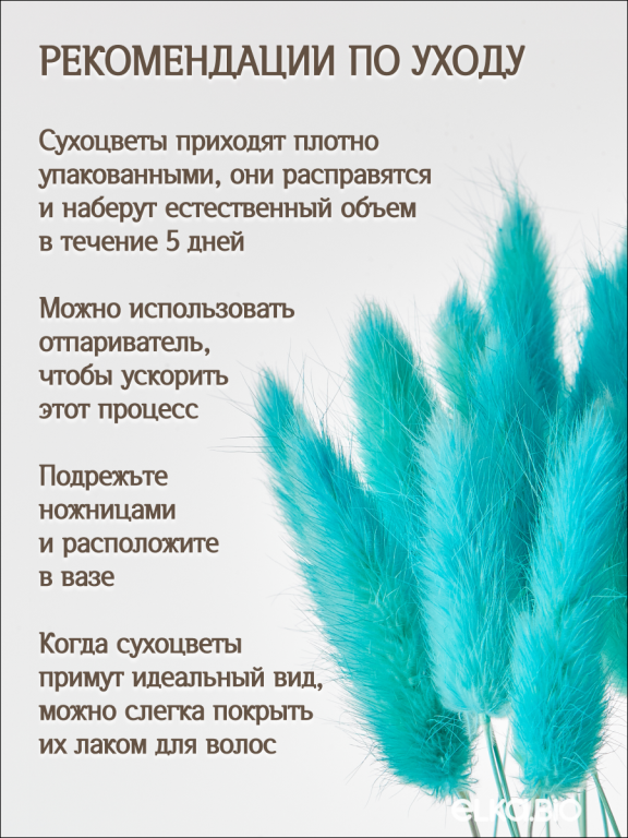 Лагурус ярко-бирюзовый 60 шт. Высший сорт. Высота 25-35 см М244