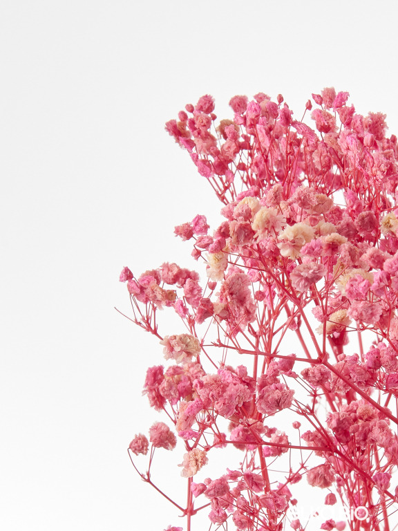 Гипсофила стабилизированная розовая 50 гр. высший сорт М176