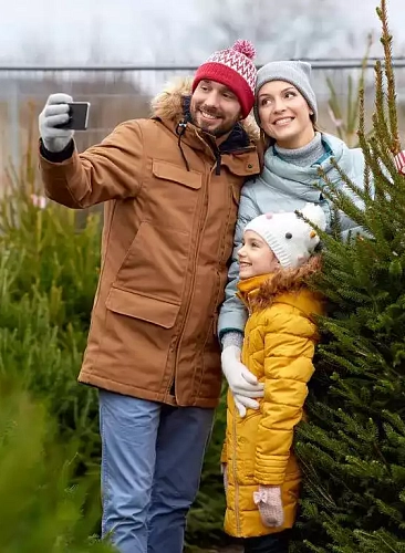 семья выбрала живую новогоднюю елку